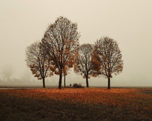 Autumn Trees in Silence