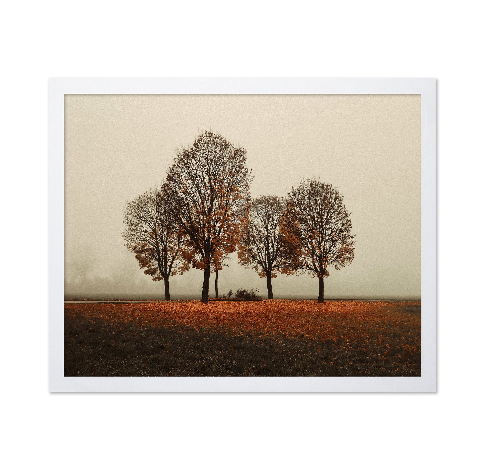 Autumn Trees in Silence