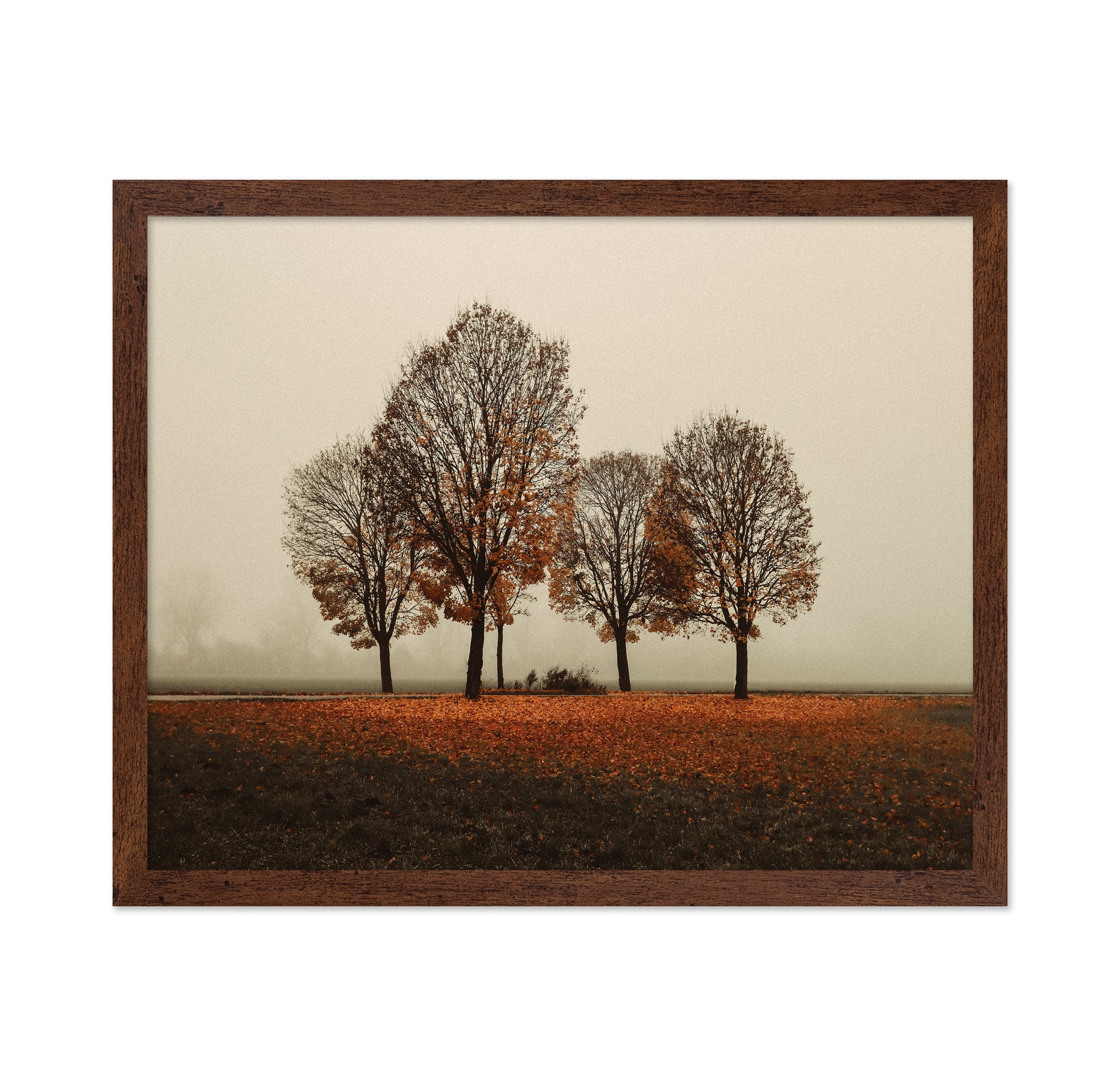 Autumn Trees in Silence