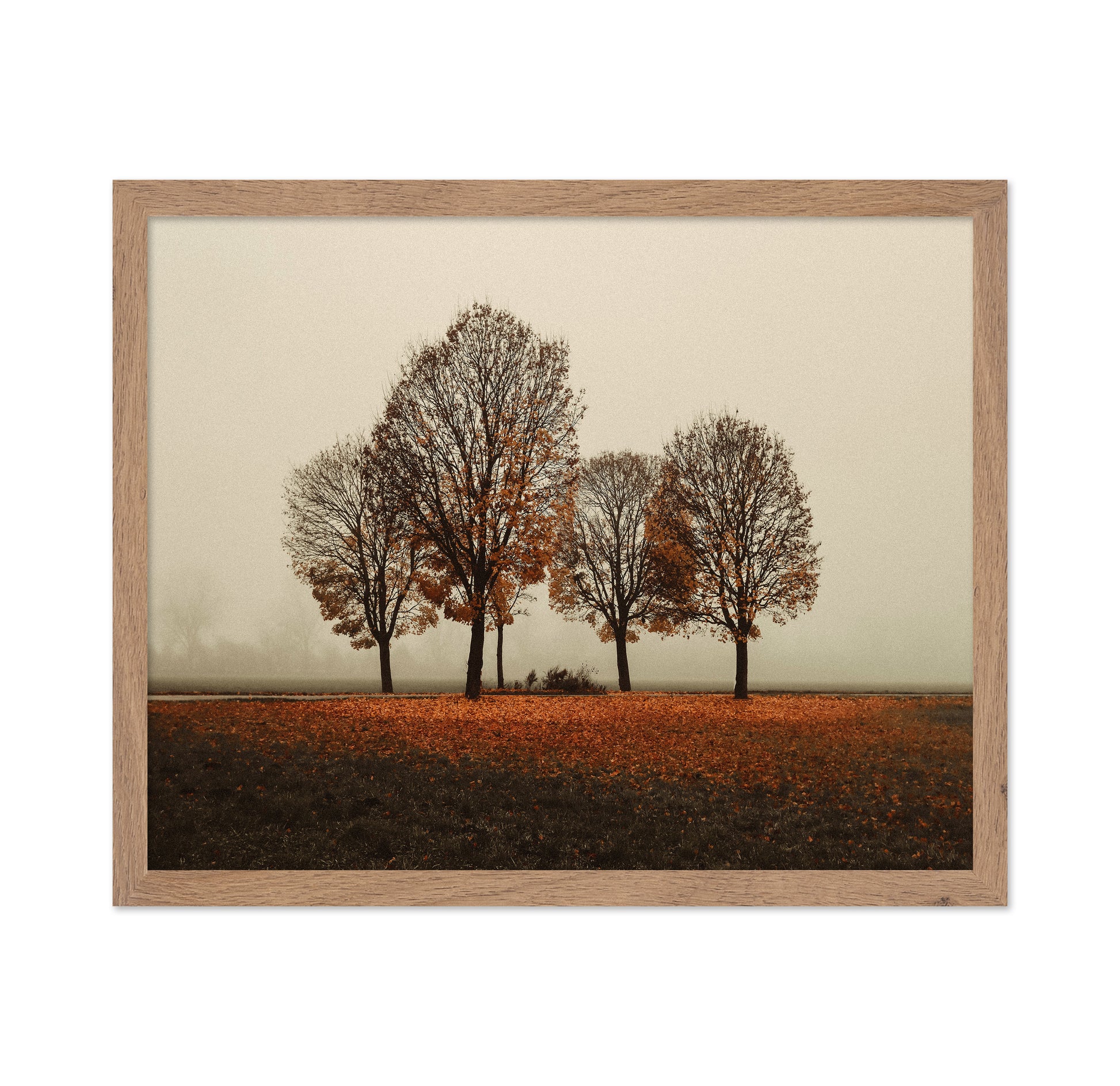 Autumn Trees in Silence