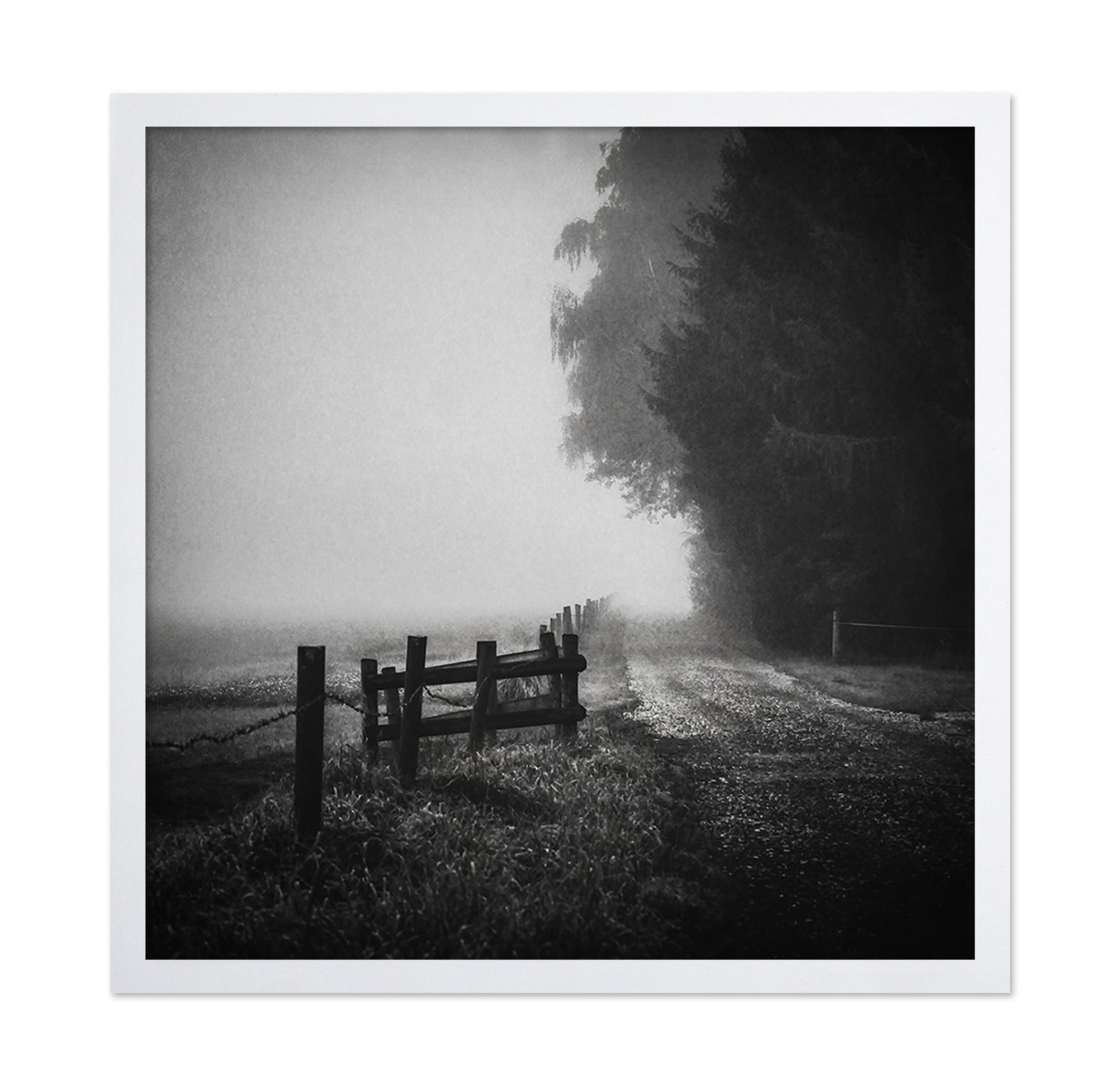 Foggy Lost Path