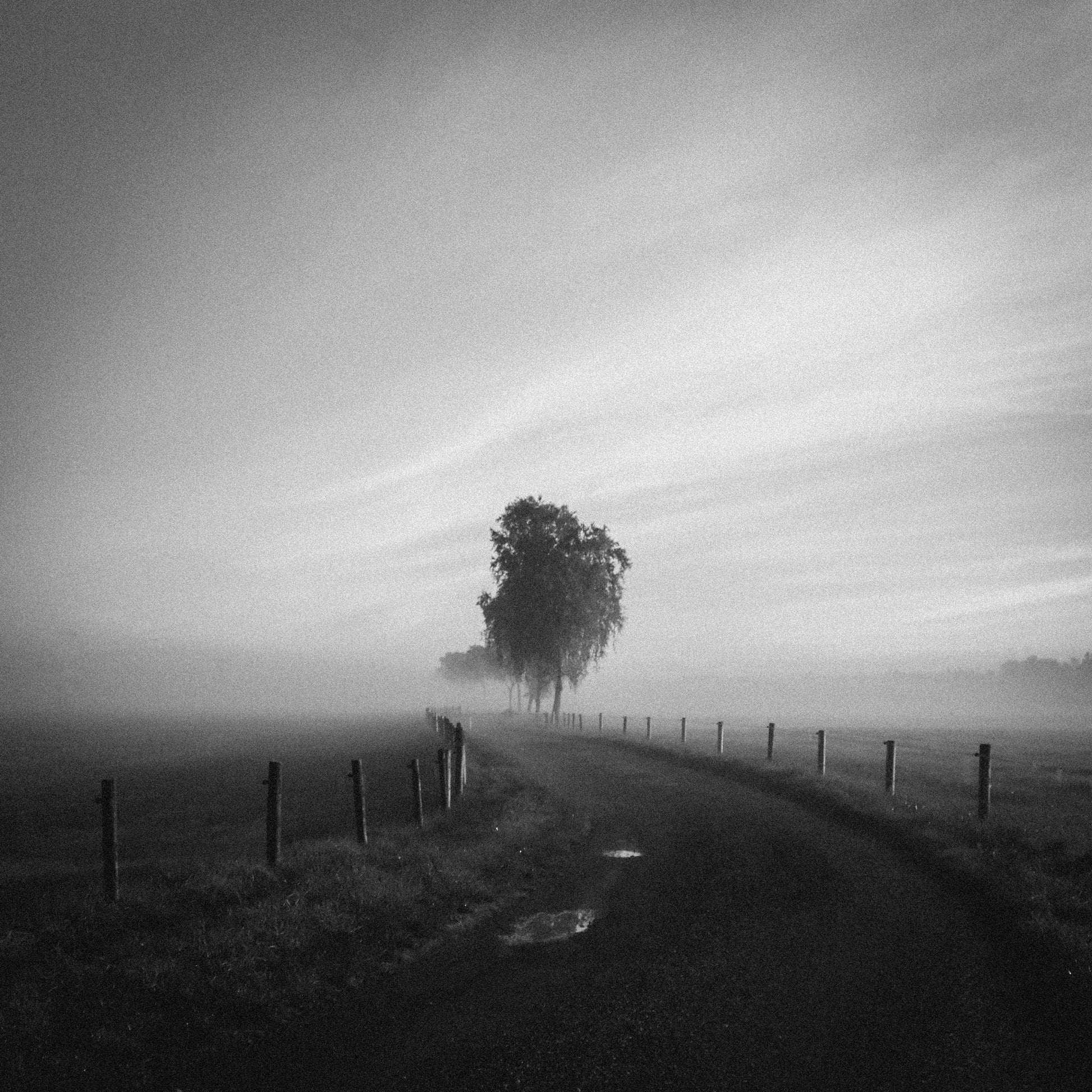 Path to the Lone Tree