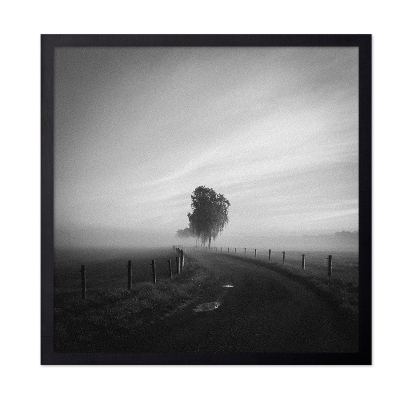 Path to the Lone Tree