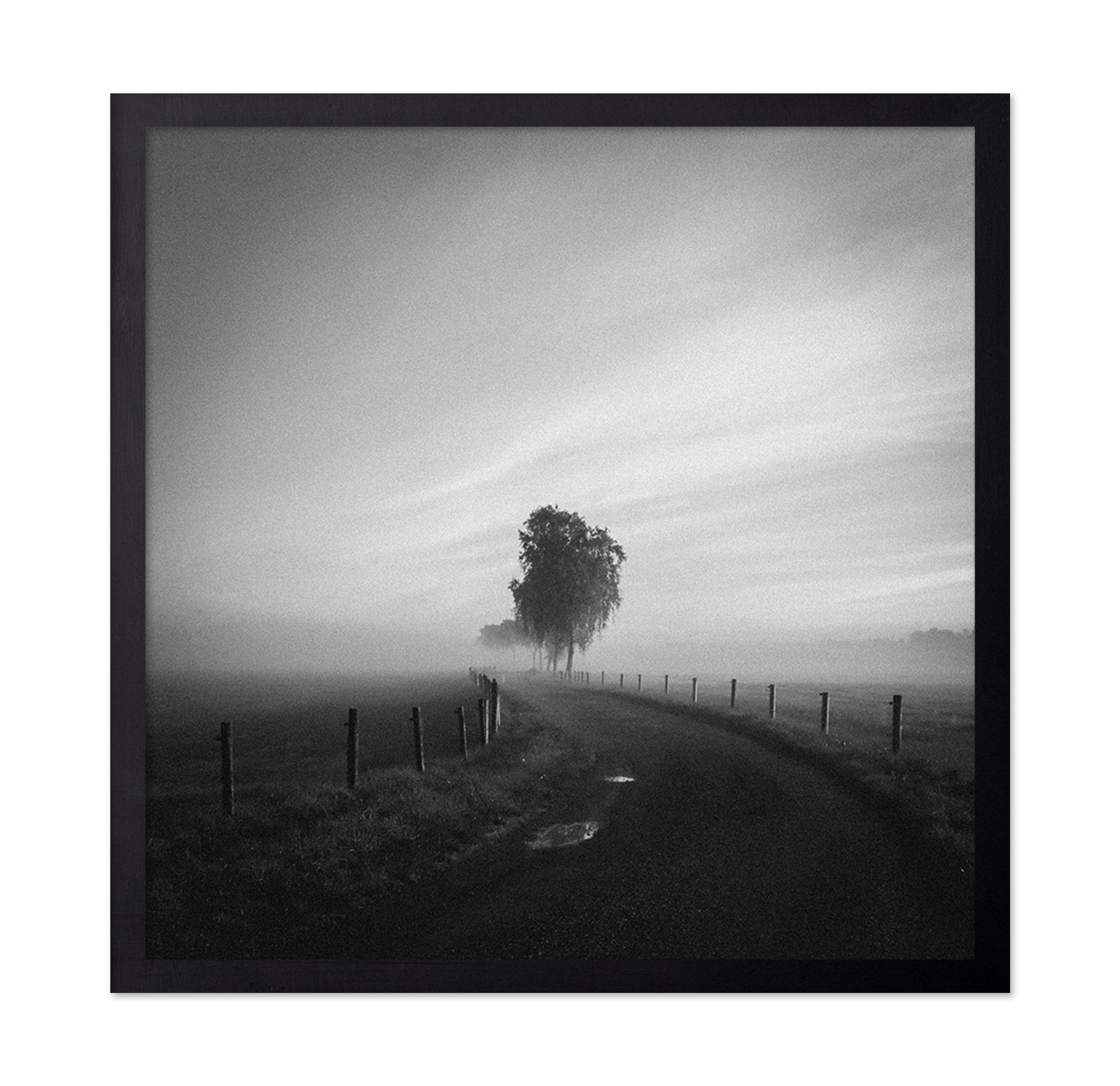 Path to the Lone Tree