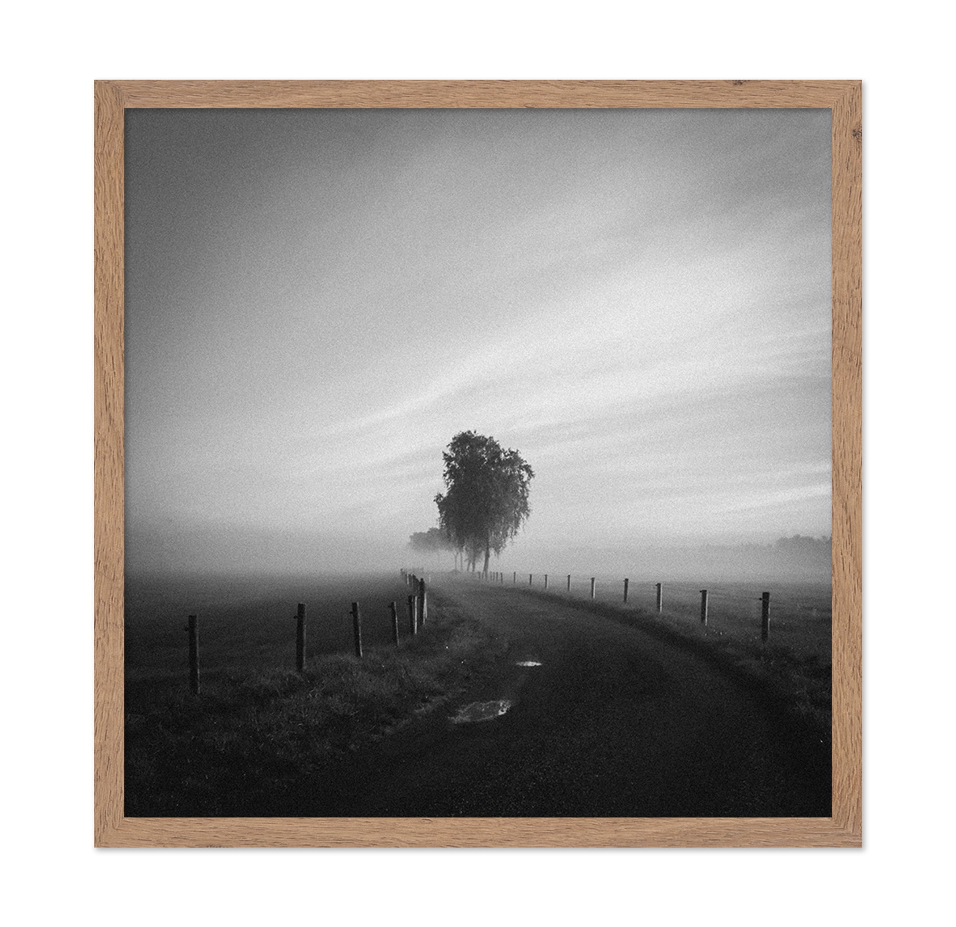 Path to the Lone Tree