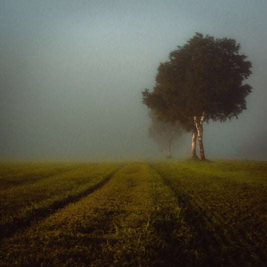 Misty Autumn Field