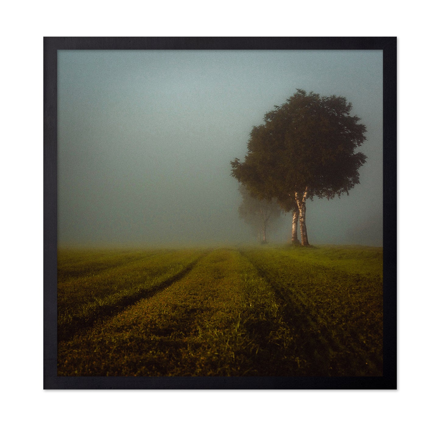 Misty Autumn Field