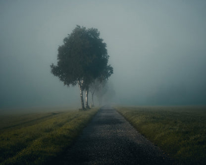 Misty Autumn Road