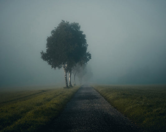 Misty Autumn Road