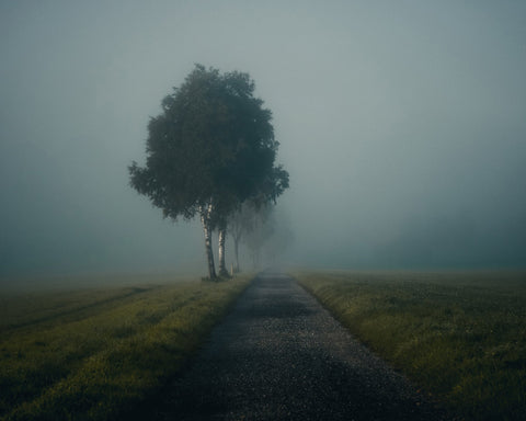 Misty Autumn Road