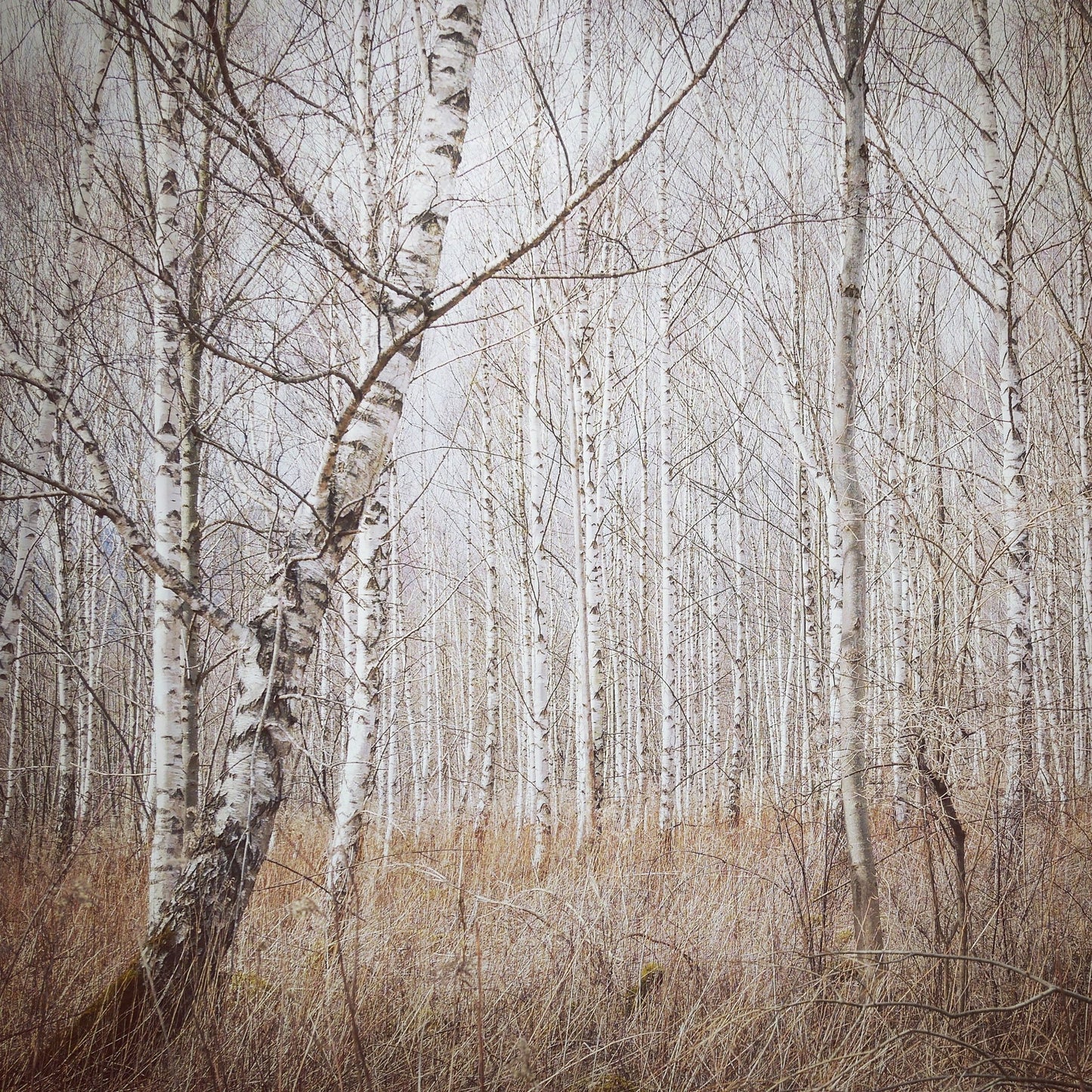 Quiet Birch Forest