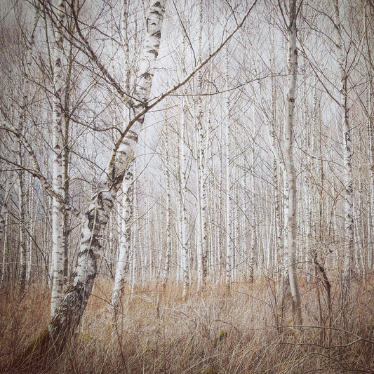 Quiet Birch Forest