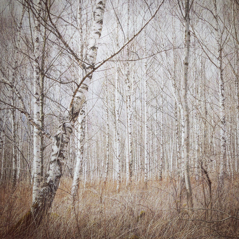 Quiet Birch Forest