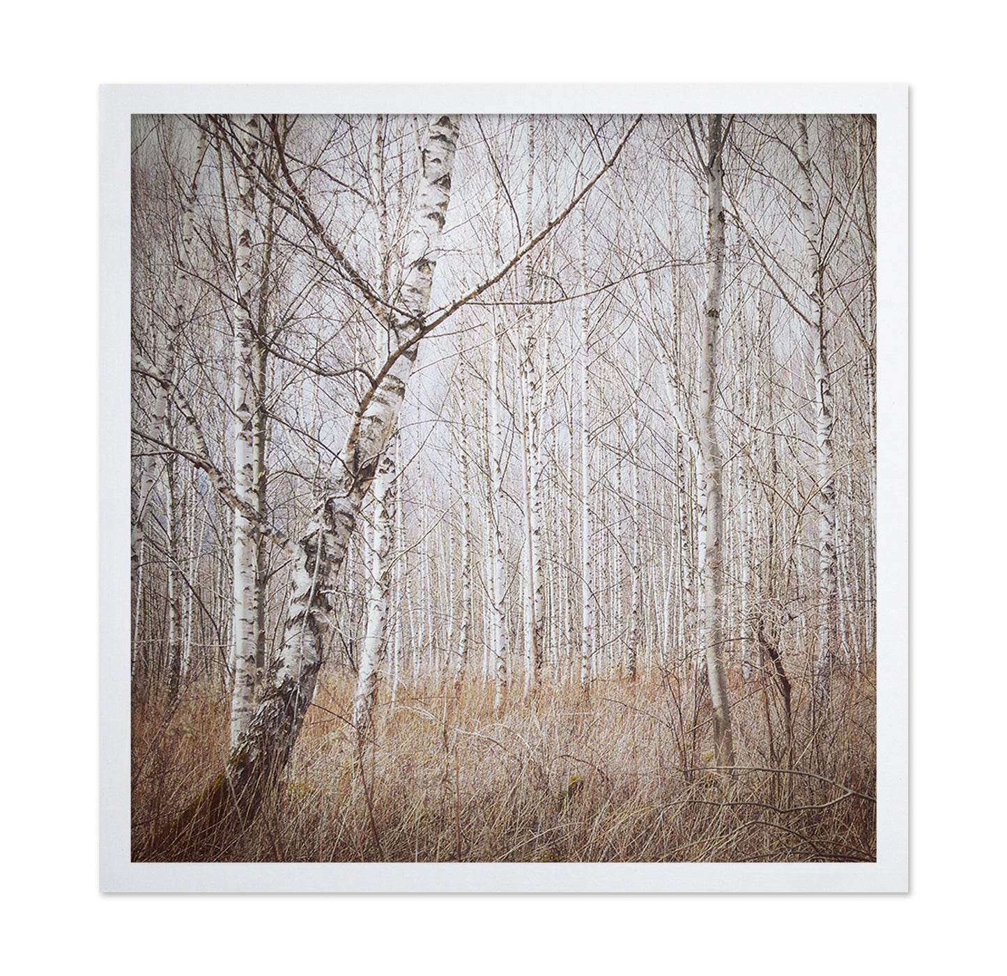 Quiet Birch Forest