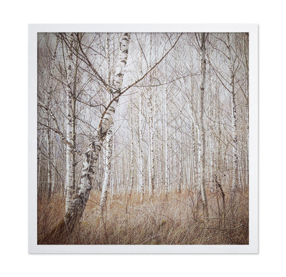 Quiet Birch Forest