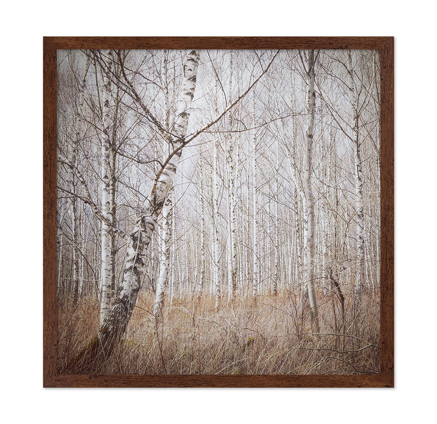 Quiet Birch Forest