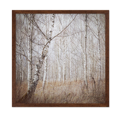 Quiet Birch Forest
