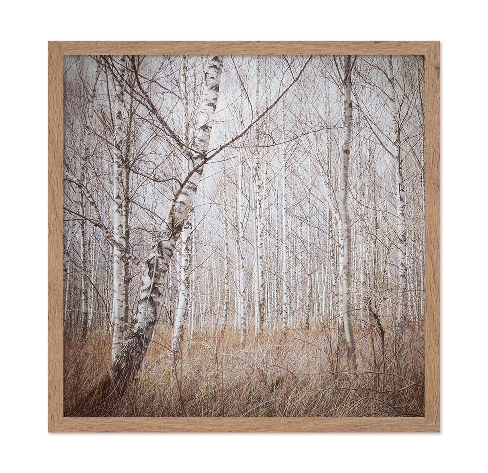 Quiet Birch Forest