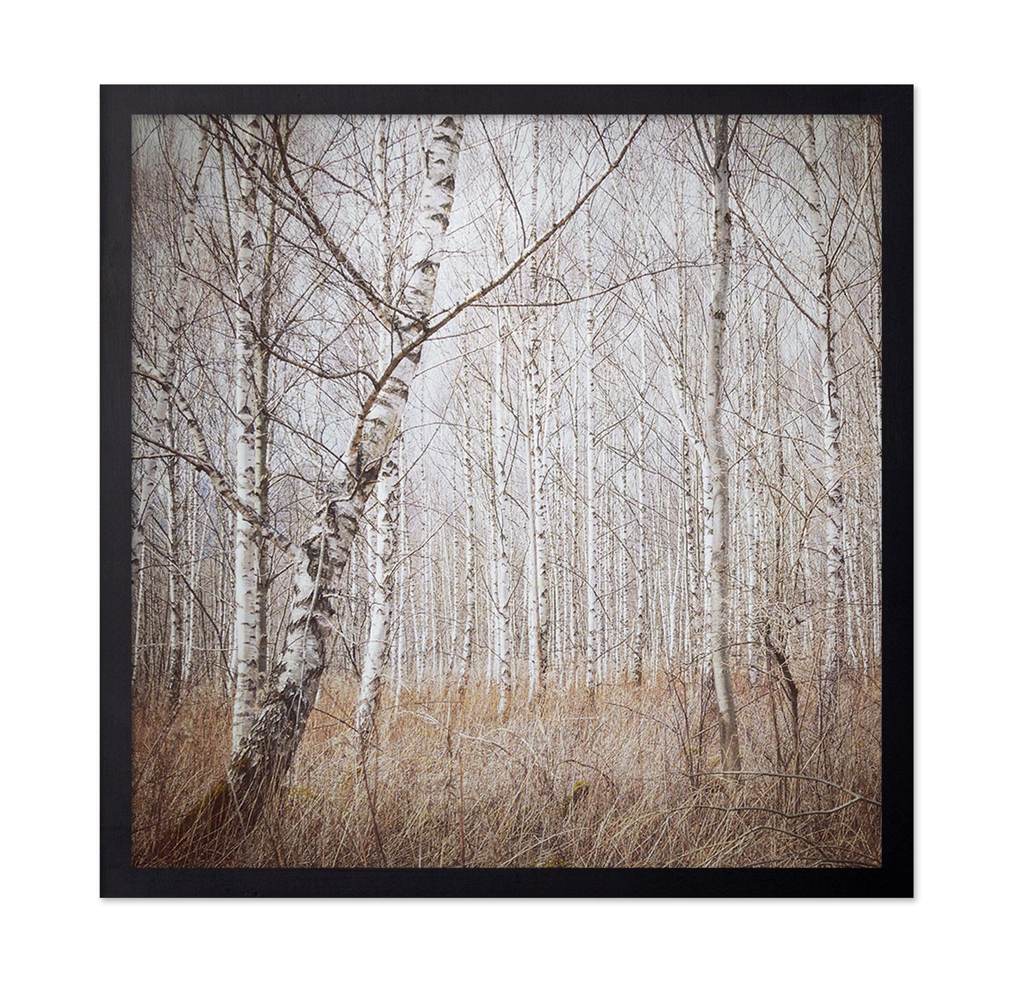 Quiet Birch Forest