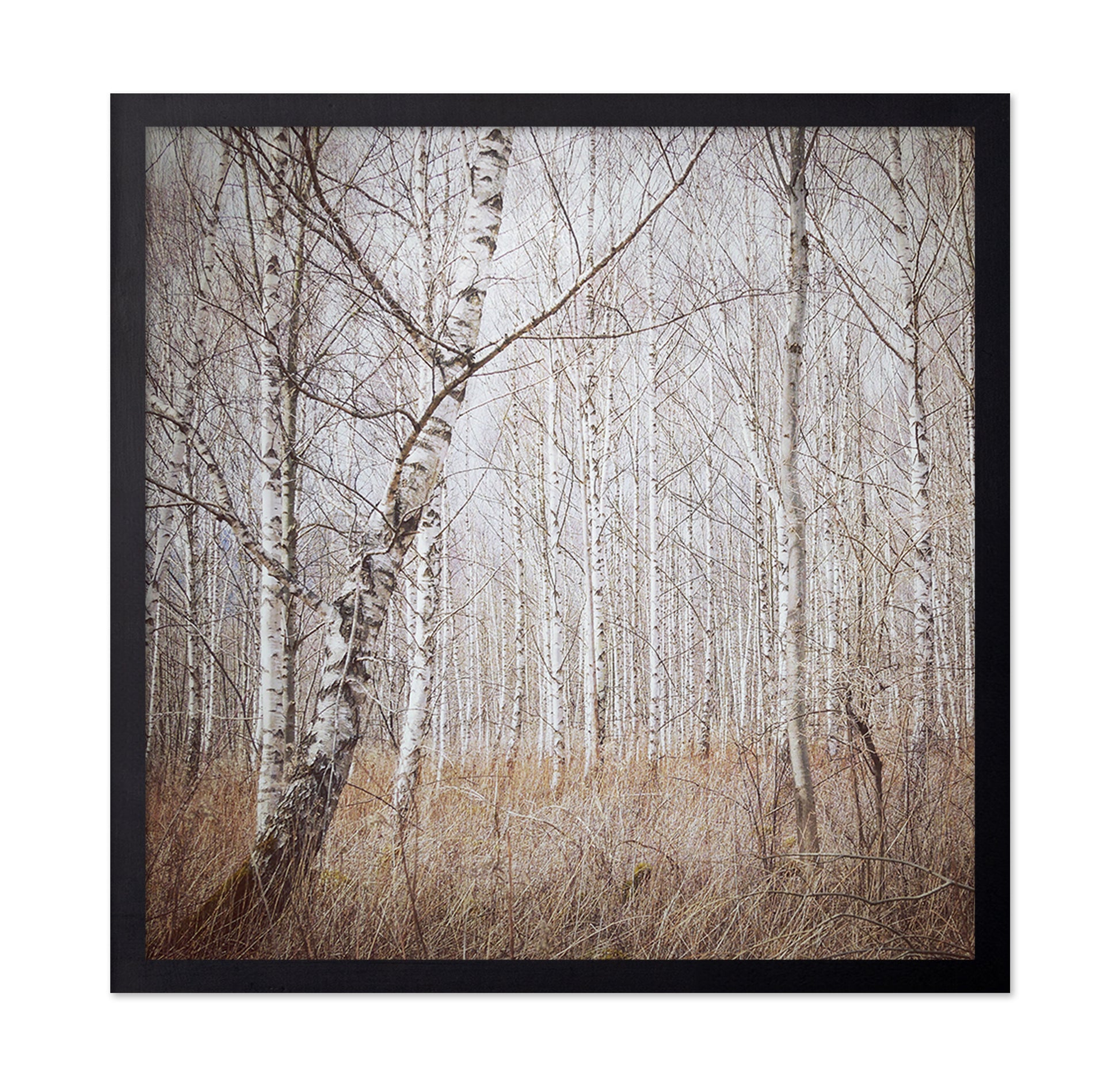 Quiet Birch Forest