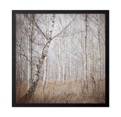 Quiet Birch Forest