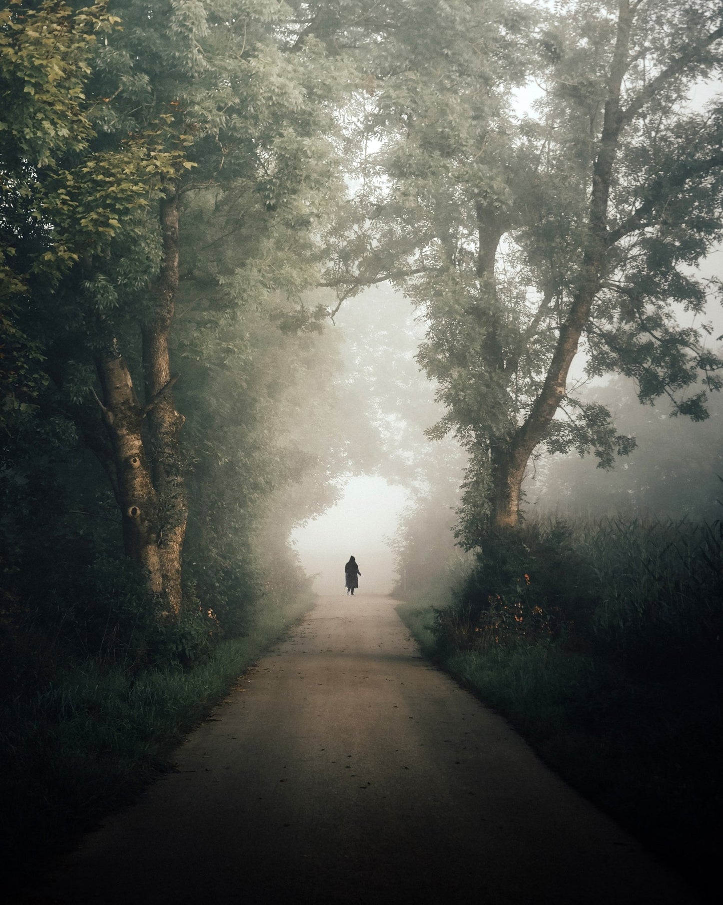 Lone Walk Through Mist