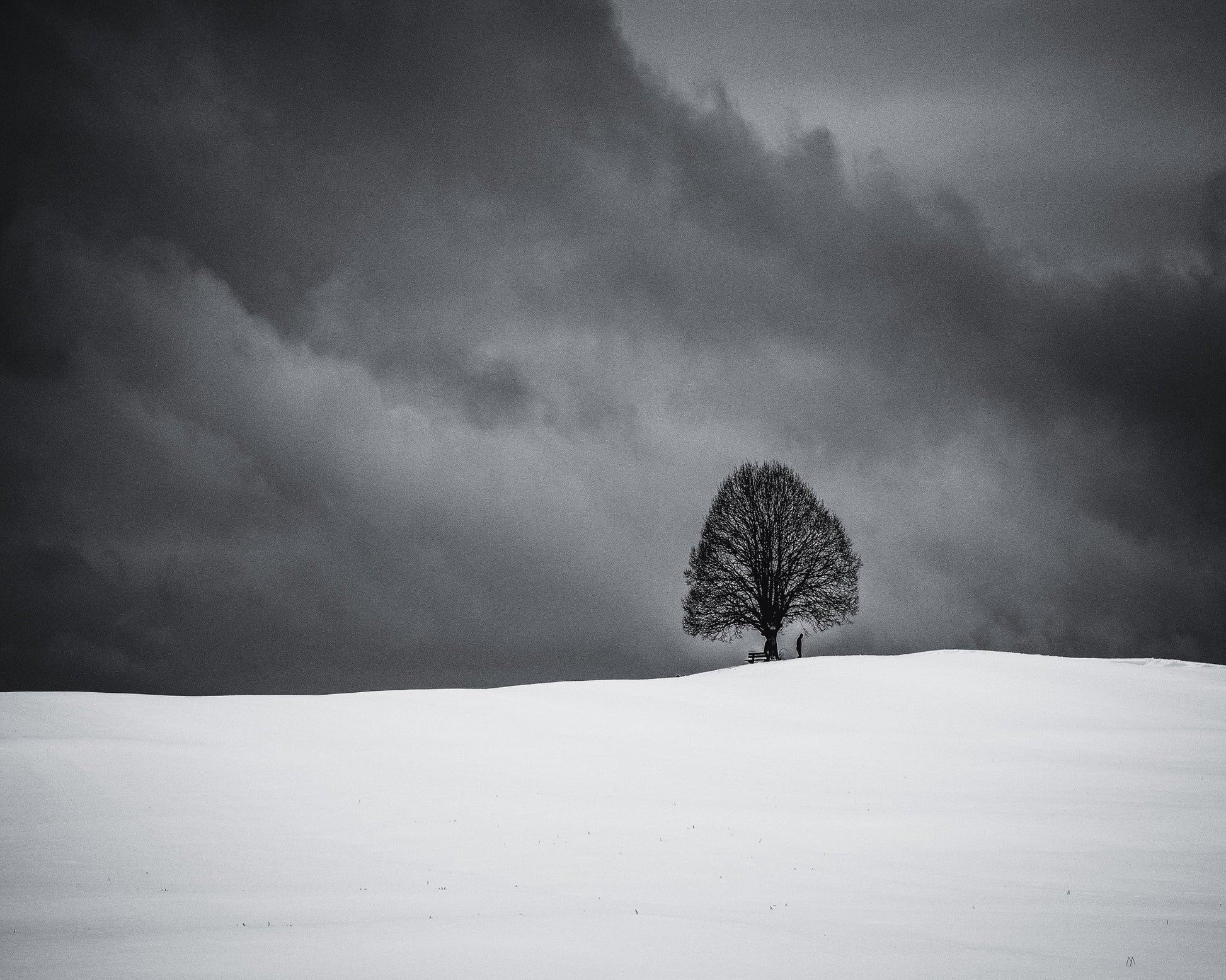 Solitary Winter Tree