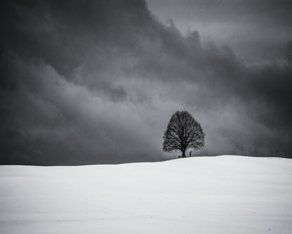 Solitary Winter Tree