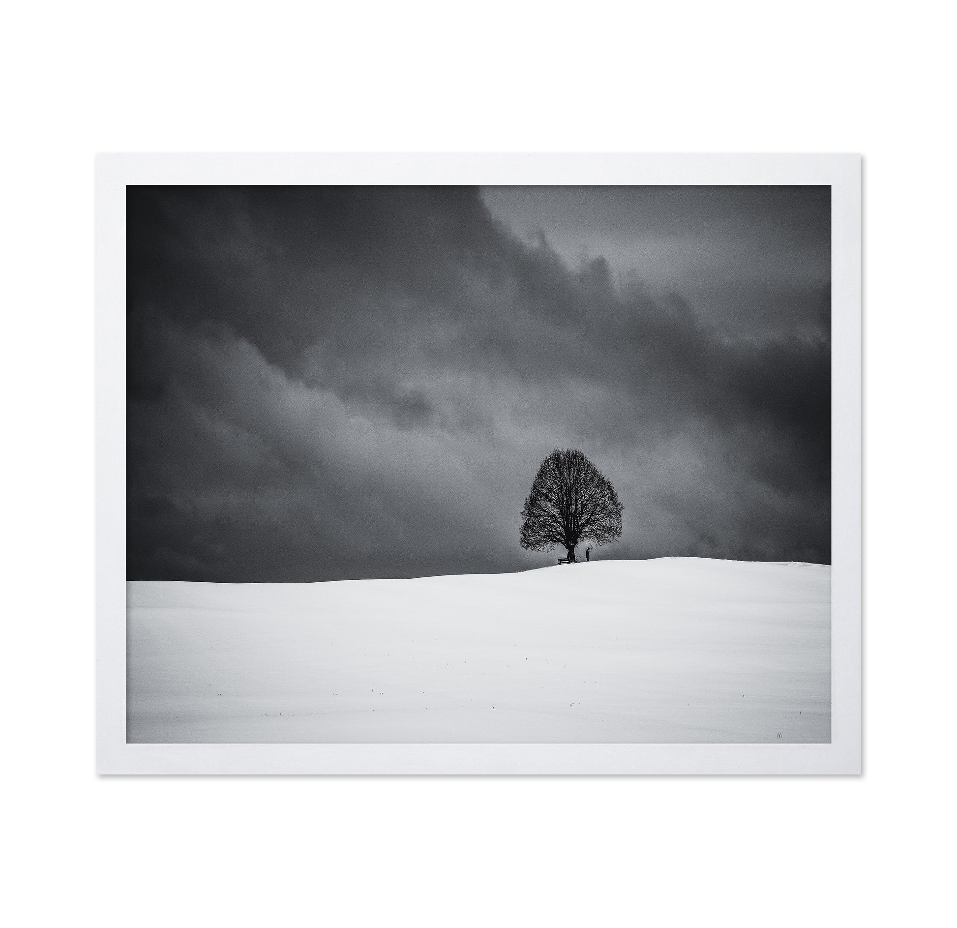 Solitary Winter Tree