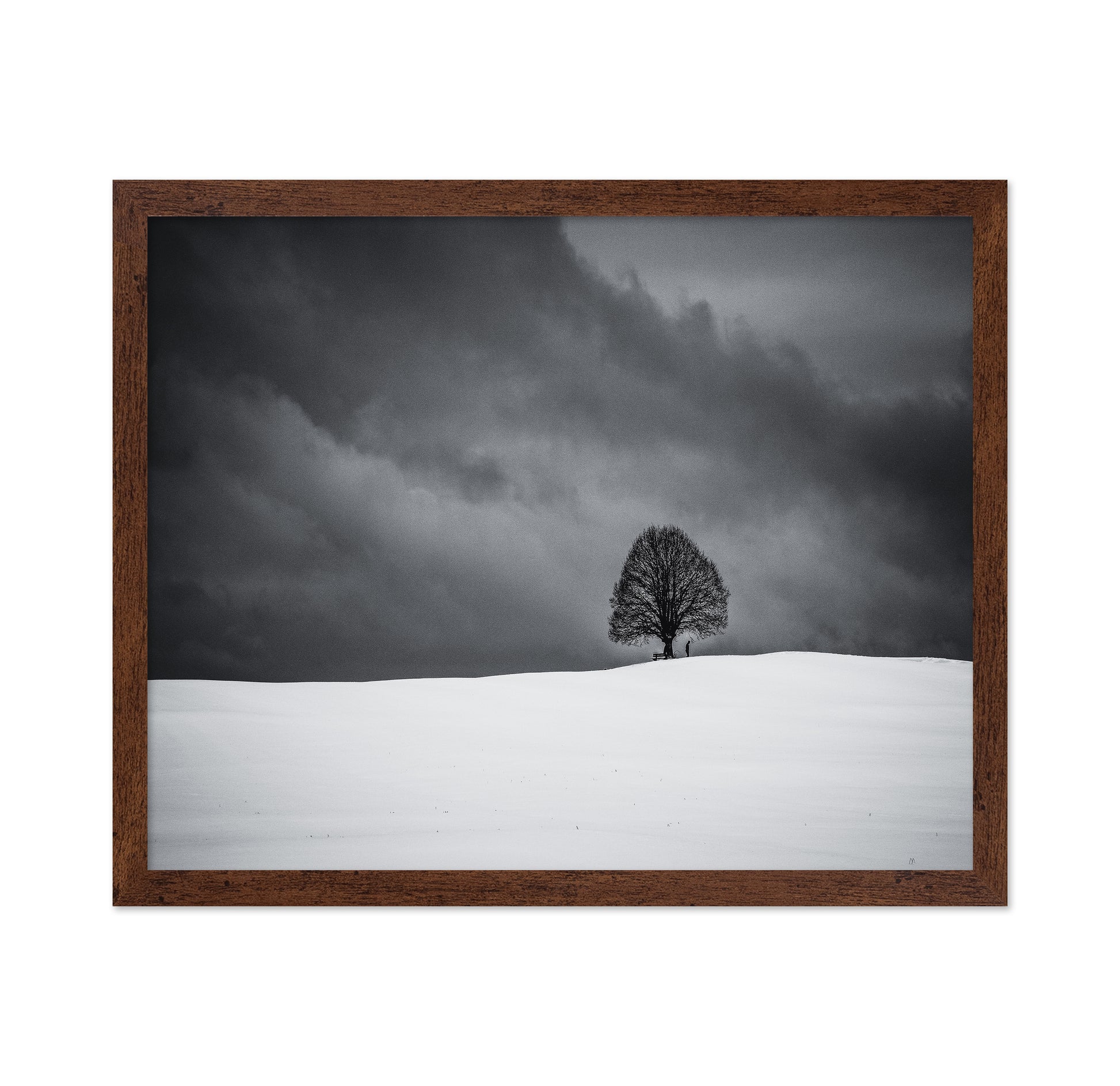 Solitary Winter Tree