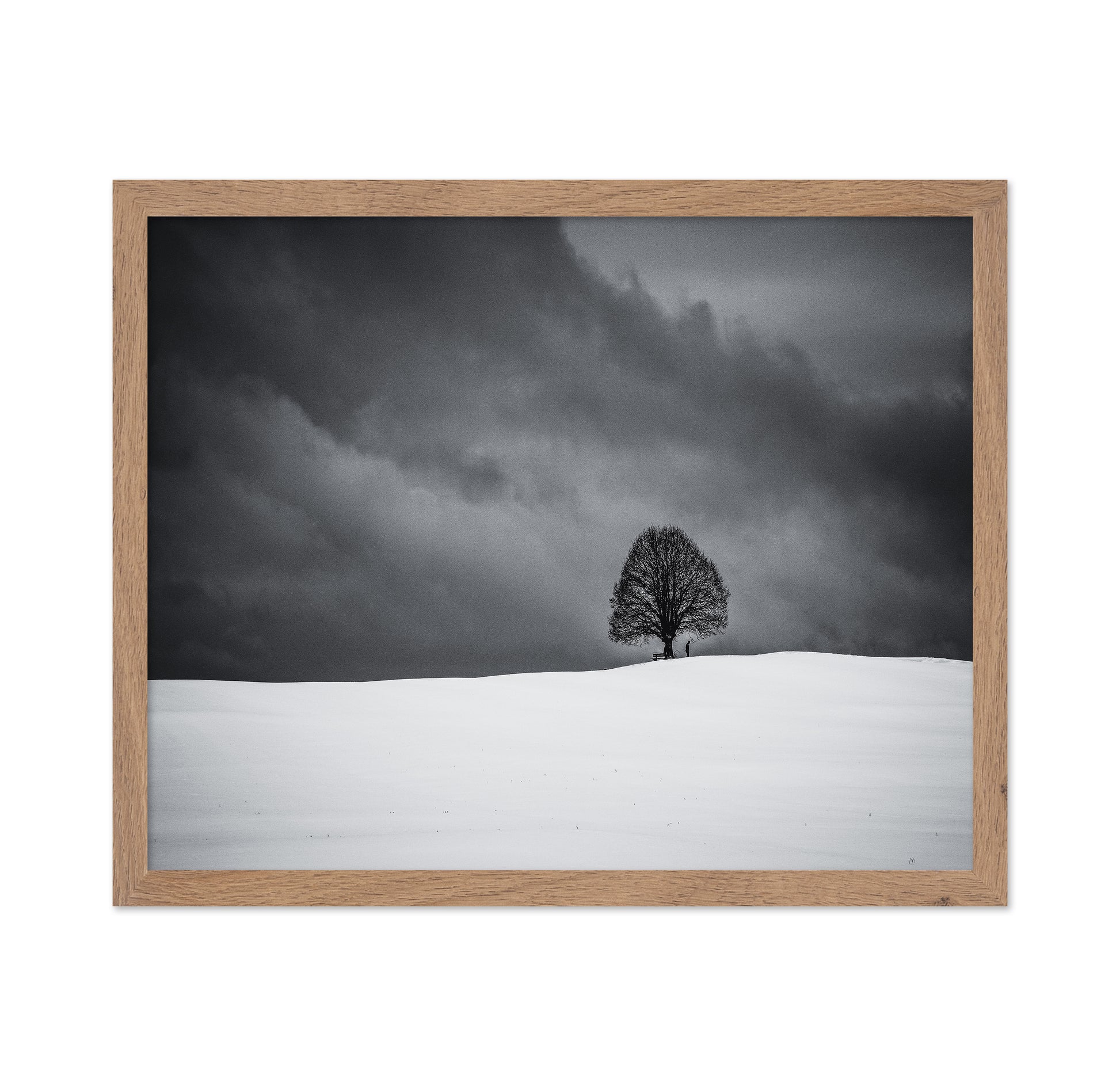 Solitary Winter Tree