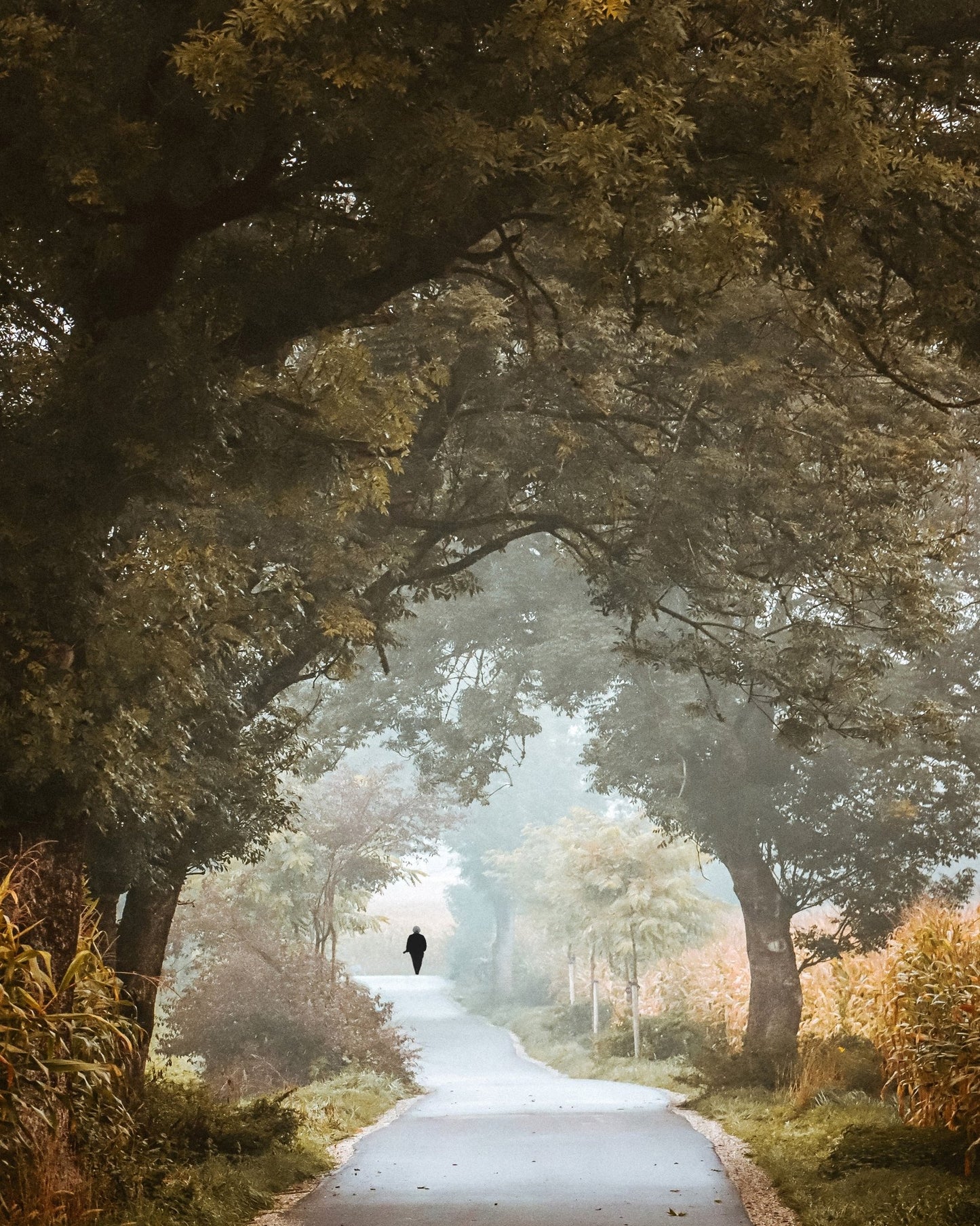 Autumn Forest Path No1