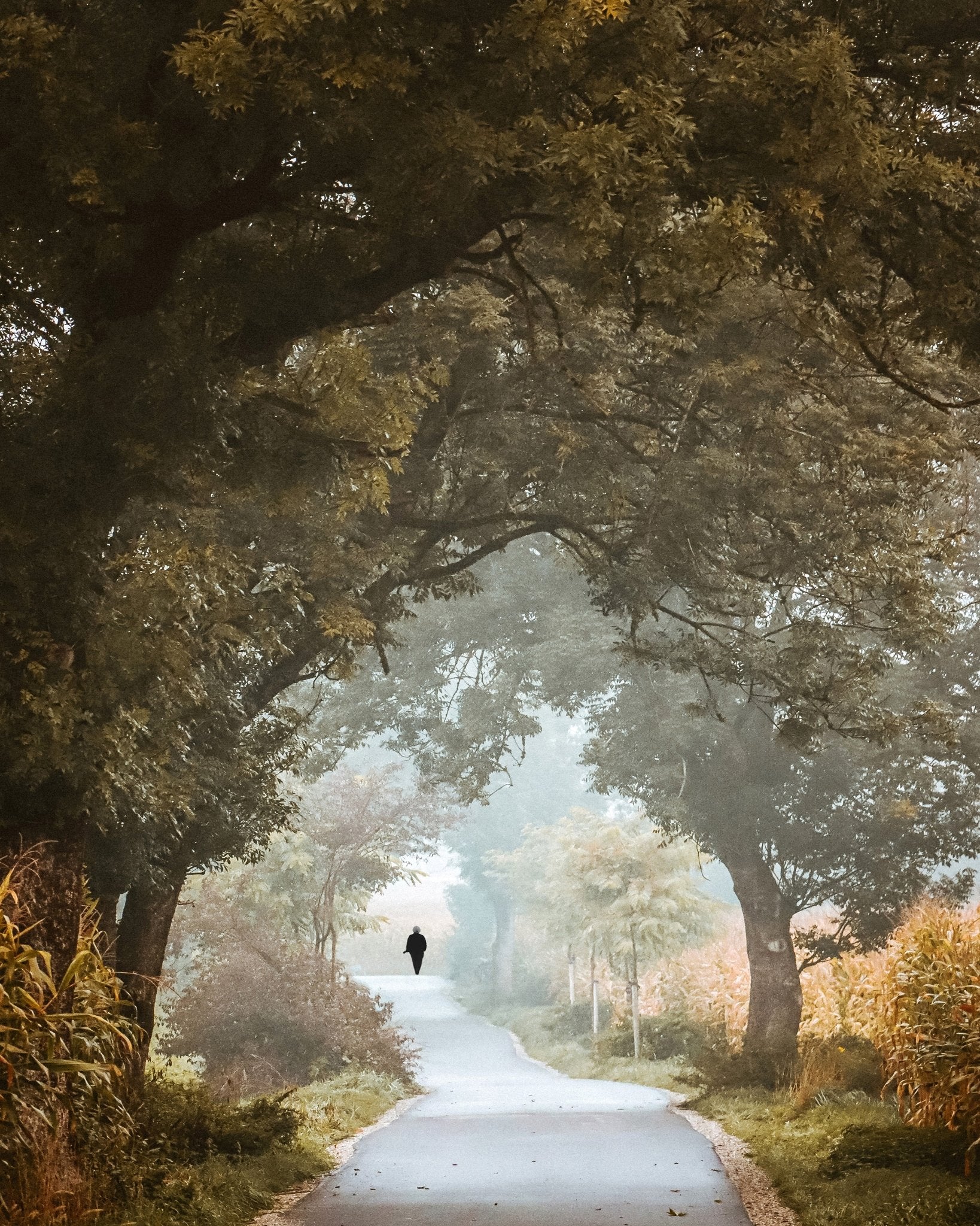 Autumn Forest Path No1