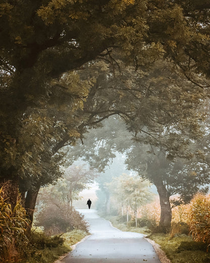 Autumn Forest Path No1