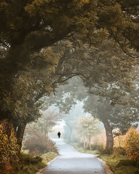 Autumn Forest Path No1