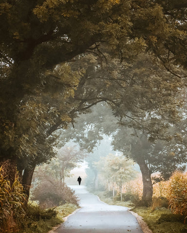 Autumn Forest Path No1