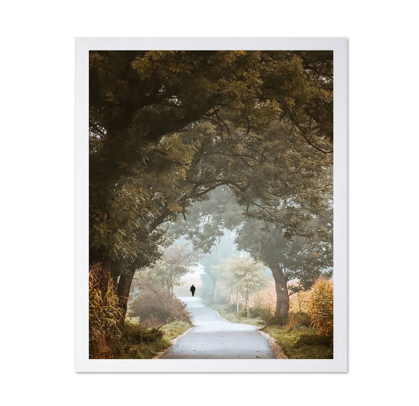 Autumn Forest Path No1