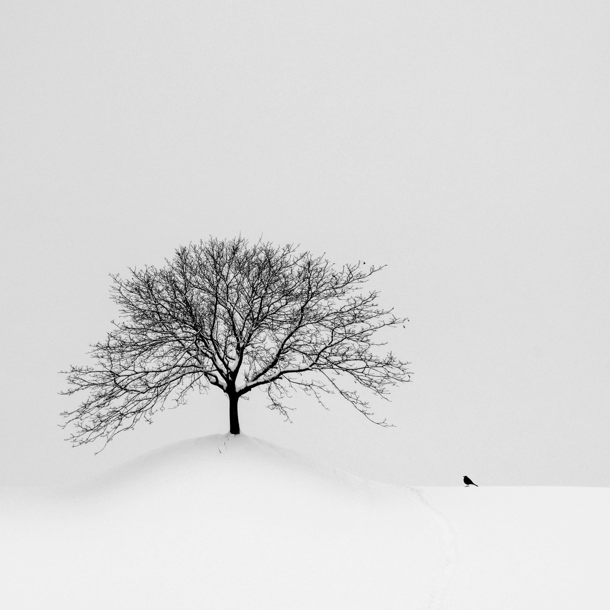Lone Tree and Bird