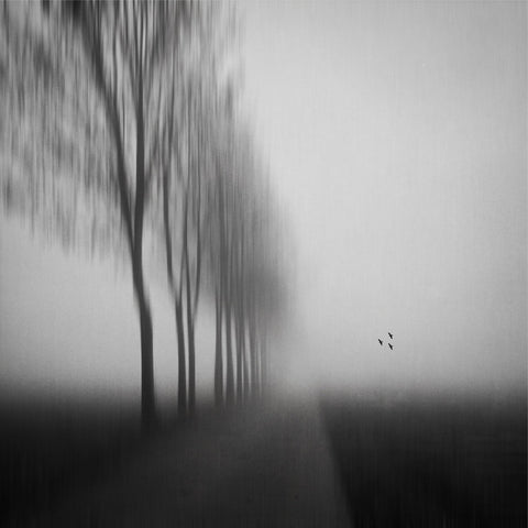 Misty Autumn Silence