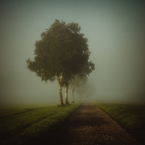 Golden Autumn Path