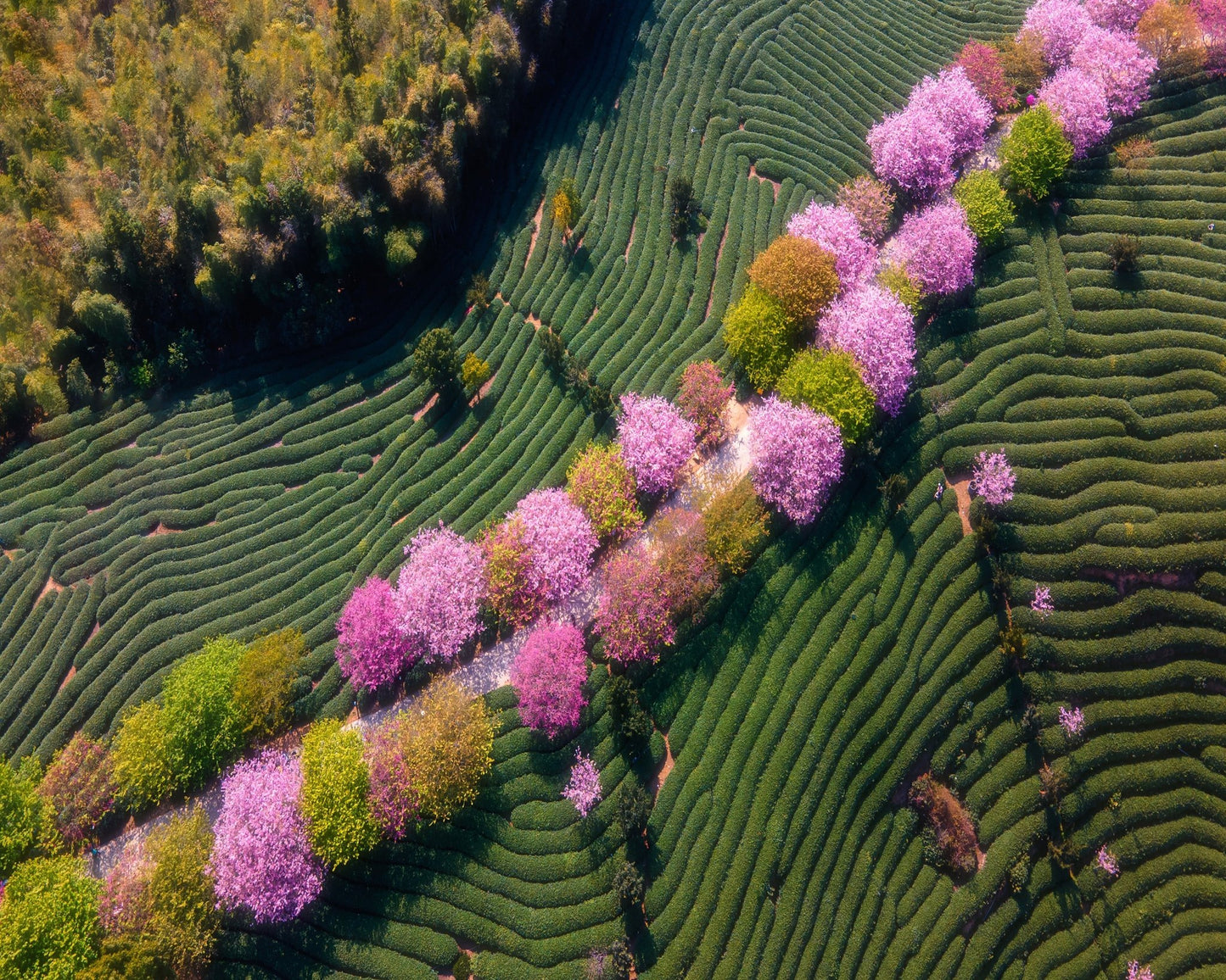 Sakura Path