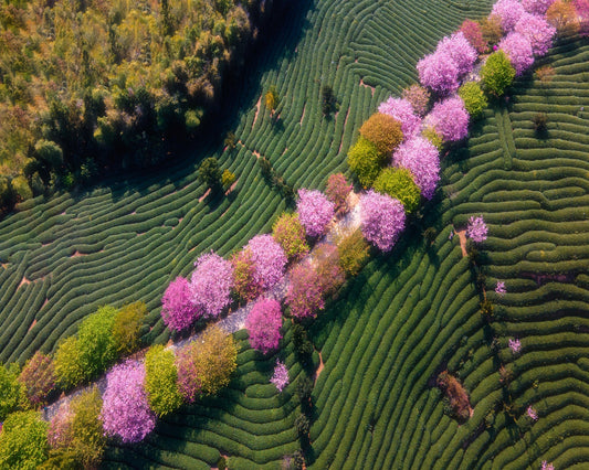 Sakura Path