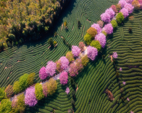 Sakura Path