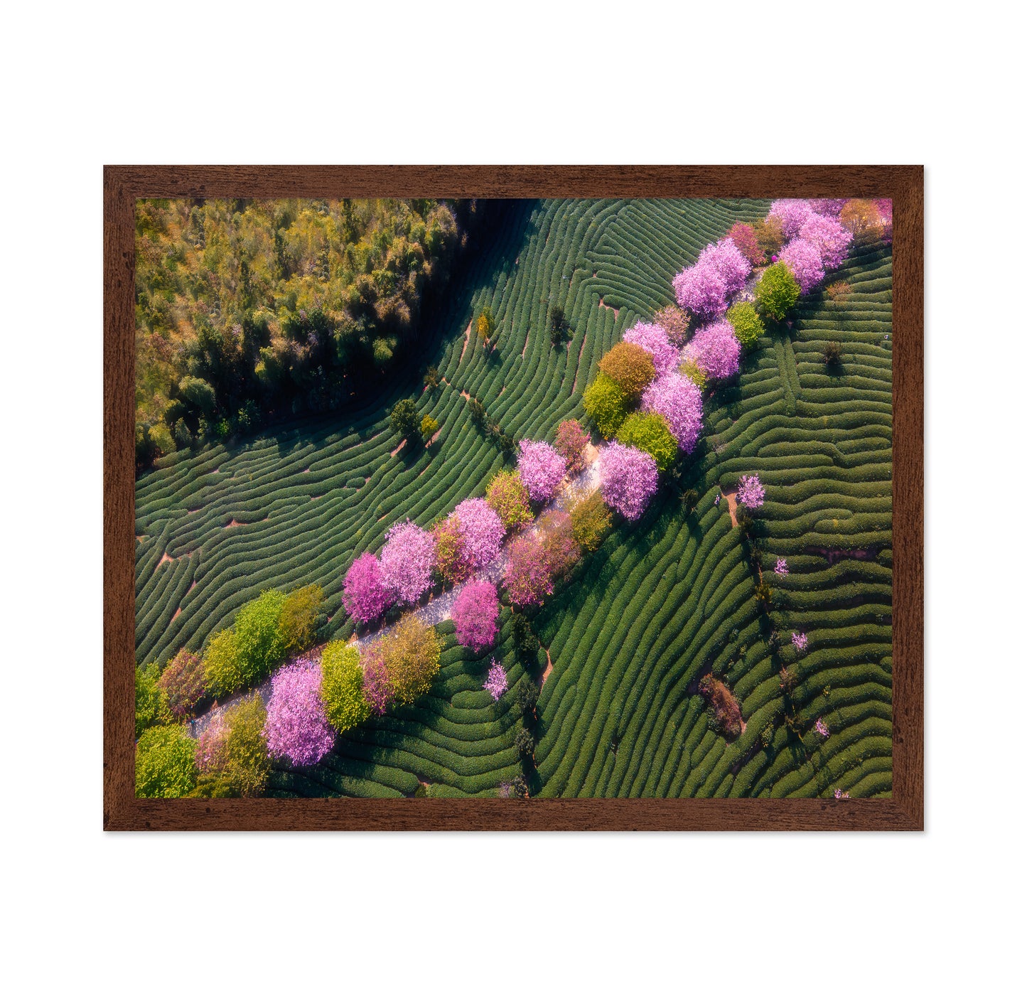 Sakura Path