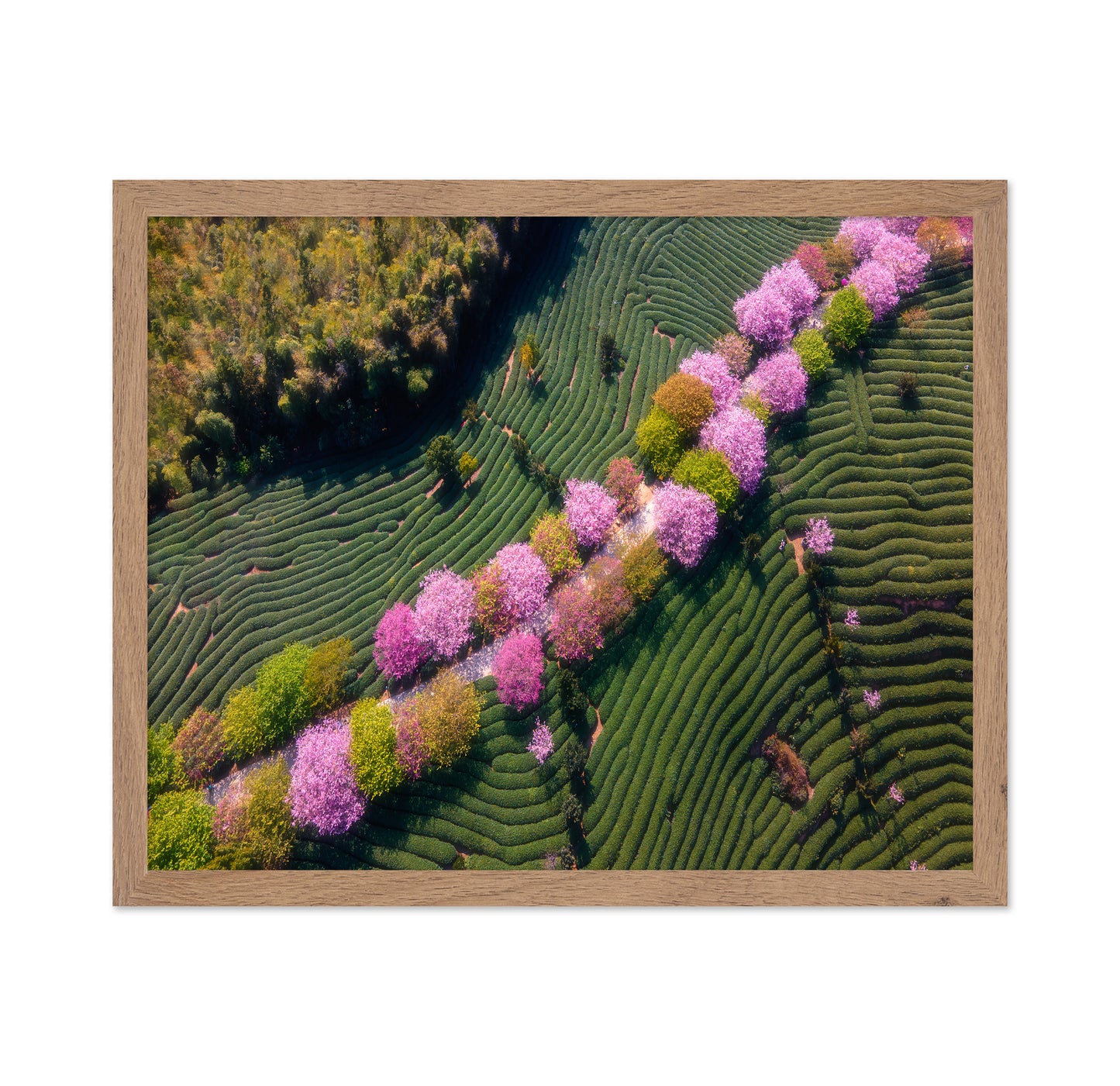 Sakura Path