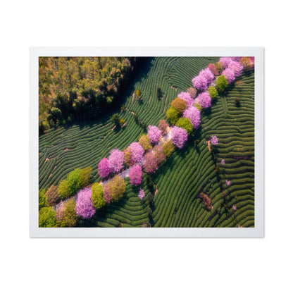Sakura Path