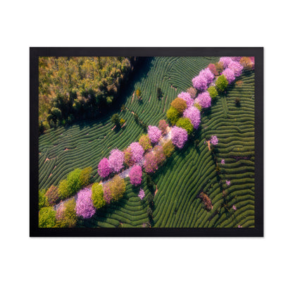 Sakura Path
