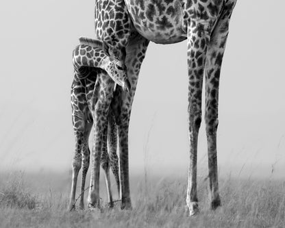 Baby Giraffe Bond