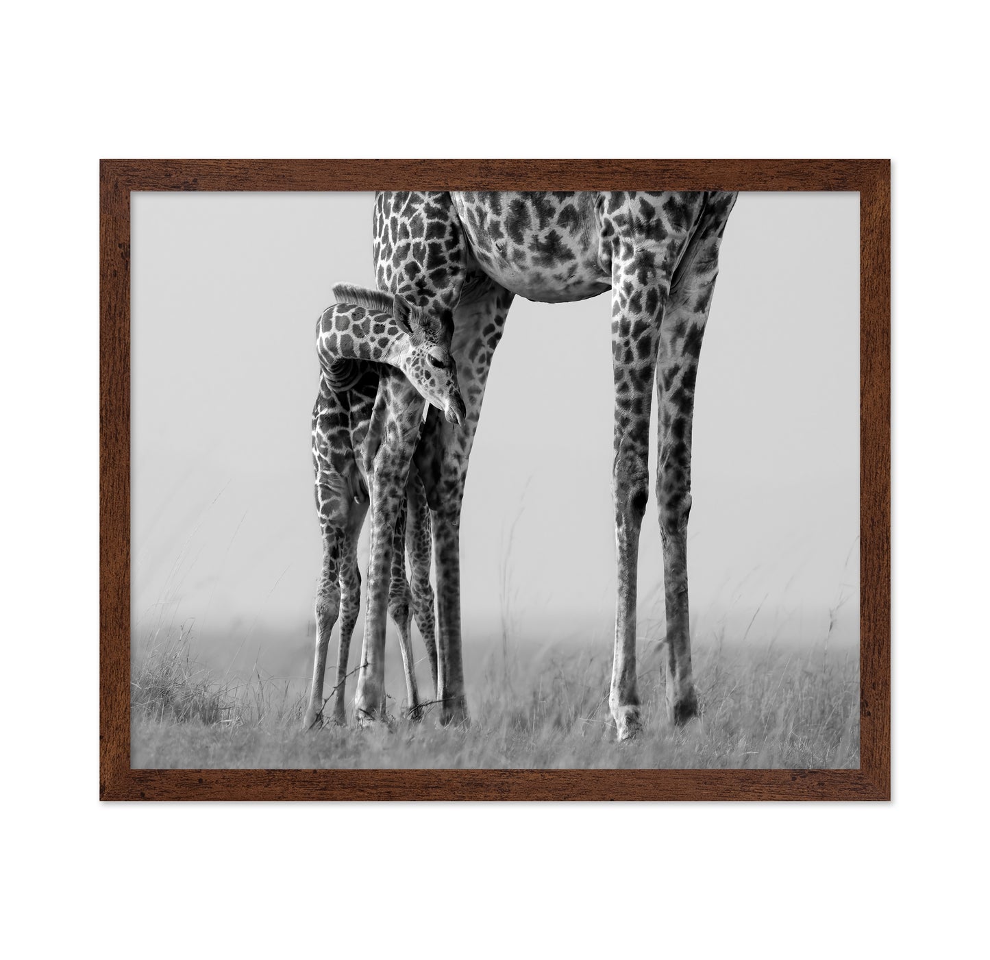 Baby Giraffe Bond