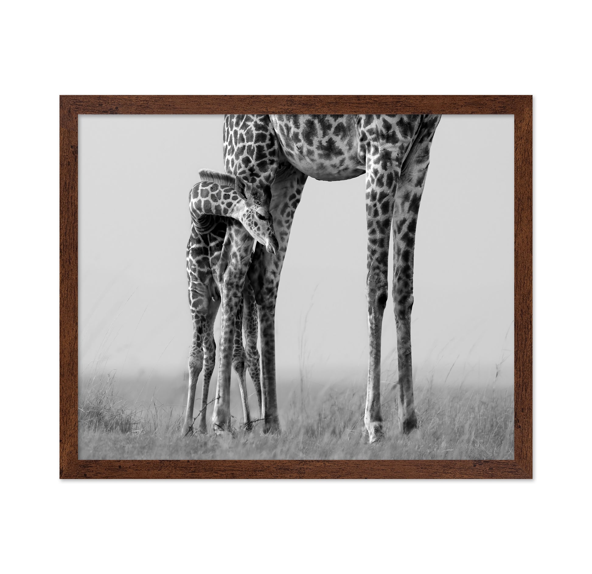 Baby Giraffe Bond